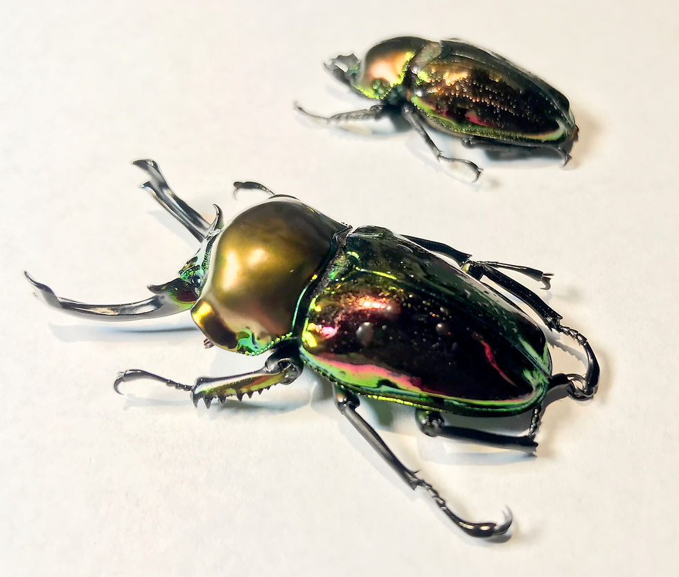 Thumbnail: PICK OF THE LITTER HUGE Rainbow Stag Beetle Pair P. muelleri 64mm ♂+♀
