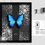 Thumbnail: Morpho menelaus ♂