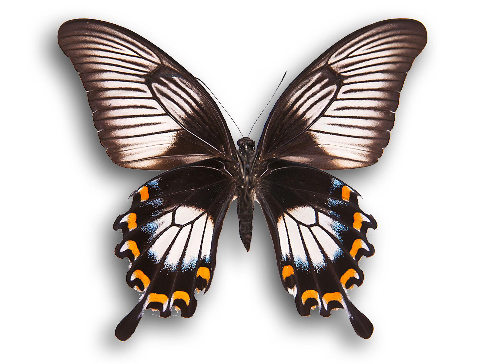 Papilio ascalaphus fukuyamai ♀