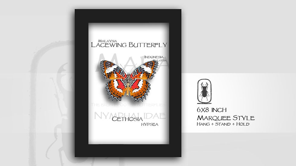 Thumbnail: Cethosia  hypsea