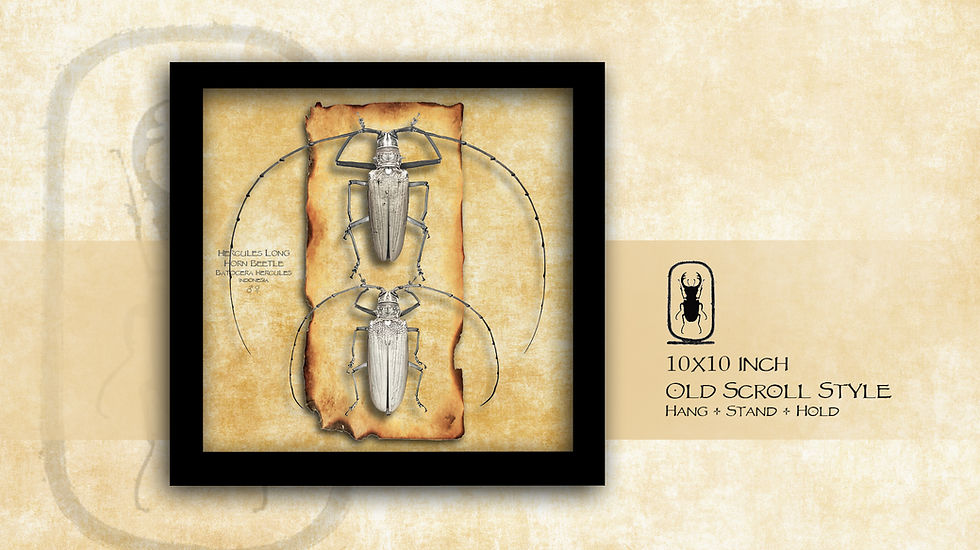 Thumbnail: Batocera hercules ♂♀