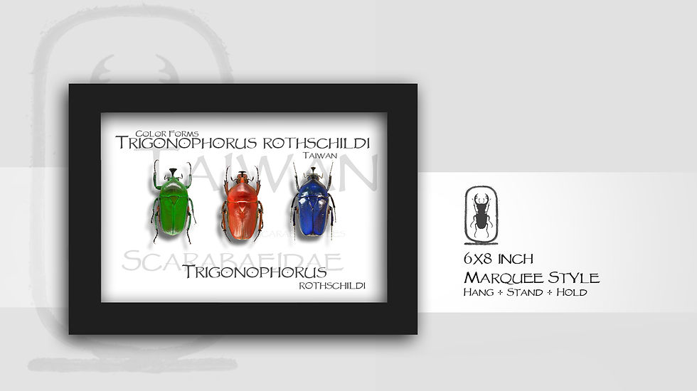 Thumbnail: Trigonophorus rothschildi Color Forms