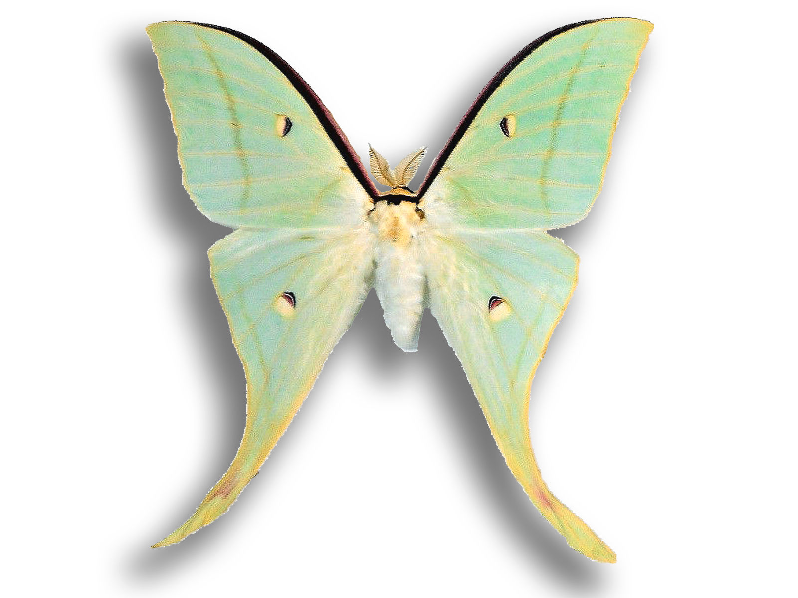 Actias ningpoana ♀♂