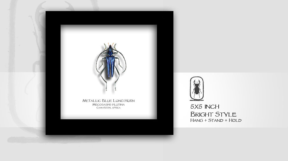 Thumbnail: Mecosaspis plutina