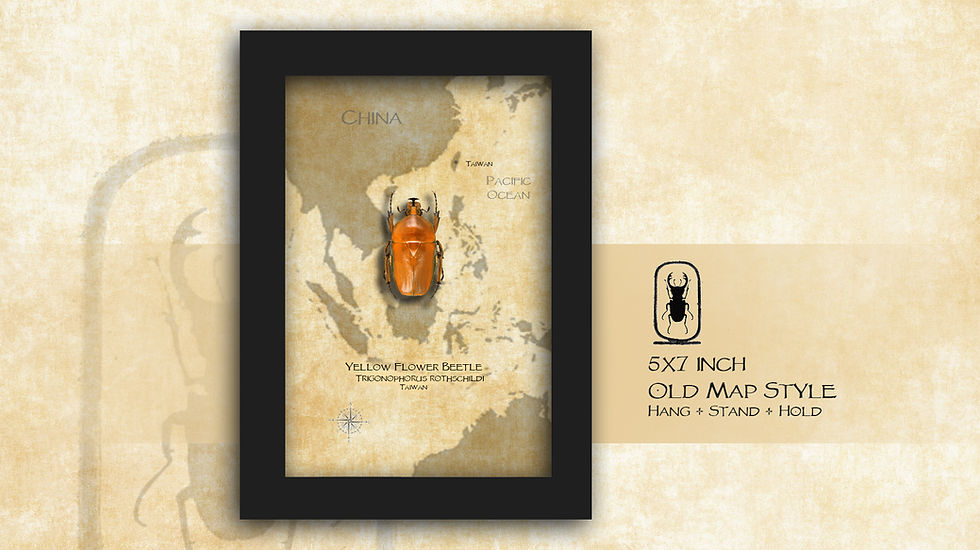 Thumbnail: Trigonophorus rothschildi YELLOW