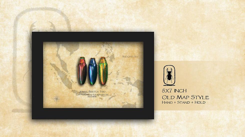 Thumbnail: Jewel Beetle Trio