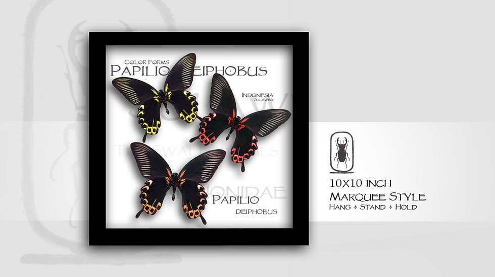 Thumbnail: Papilio  deiphobus Trio