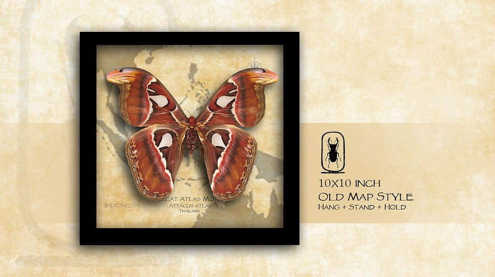 Thumbnail: Attacus atlas ♀