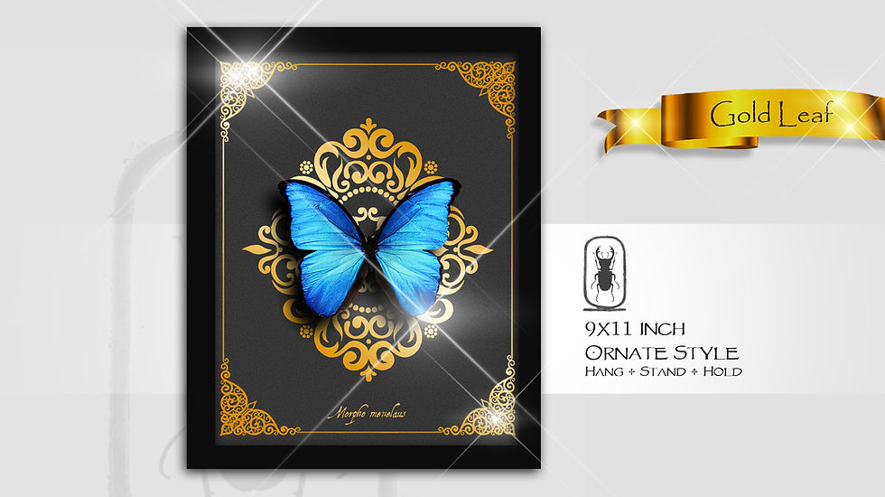 Thumbnail: Morpho menelaus ♂