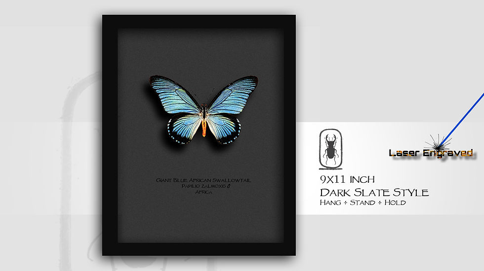 Thumbnail: Papilio zalmoxis ♂