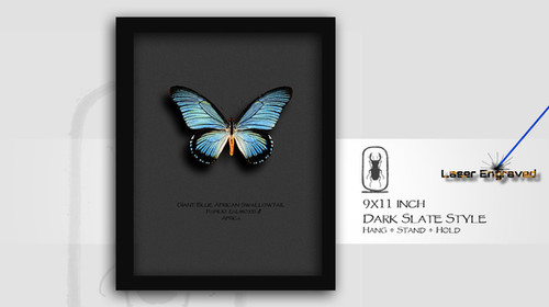 Papilio zalmoxis ♂ | Arts of Science