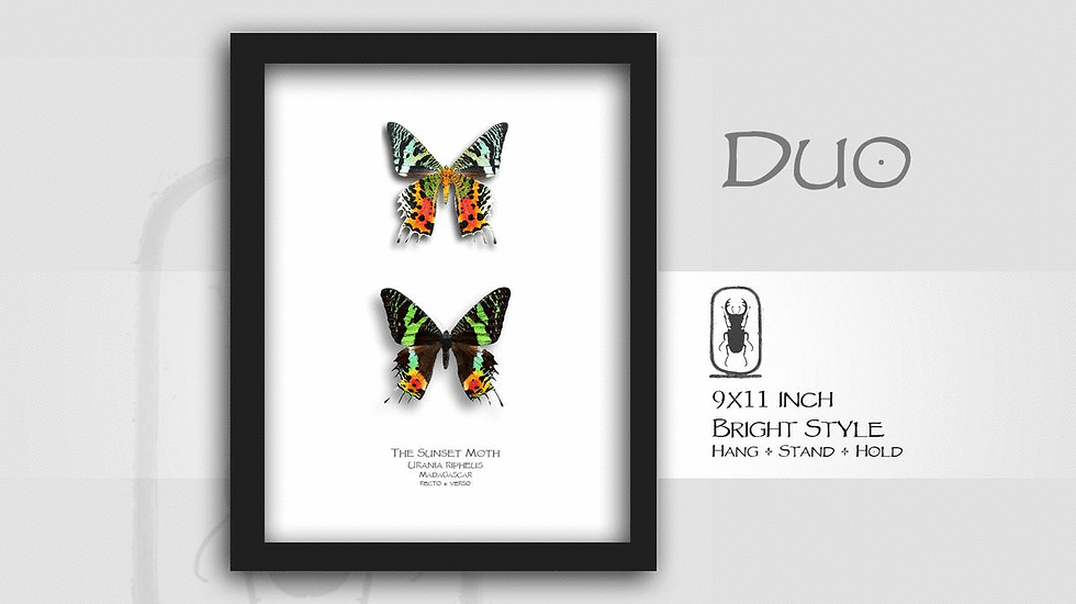 Thumbnail: Urania ripheus