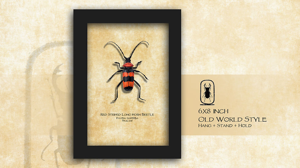 Thumbnail: Paveia superba