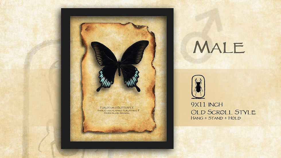 Thumbnail: Papilio ascalaphus fukuyamai ♂