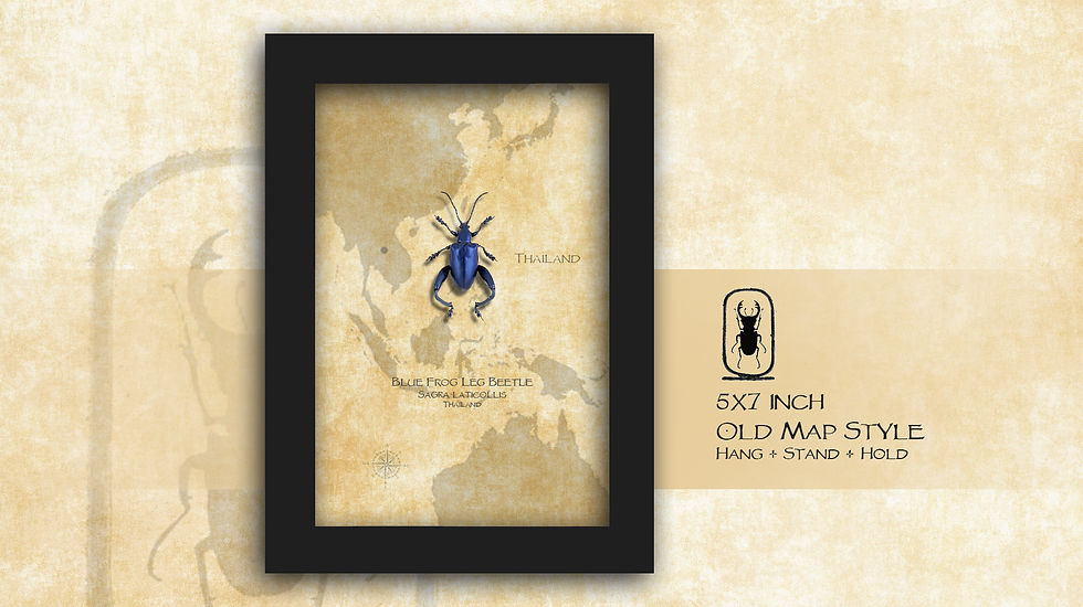 Thumbnail: Sagra laticollis BLUE ♂