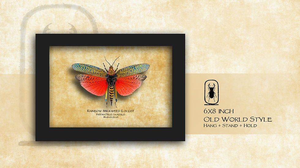 Thumbnail: Phymateus saxosus