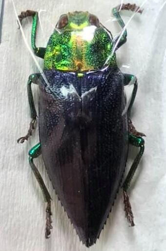 Thumbnail: Gelaeus walkeri