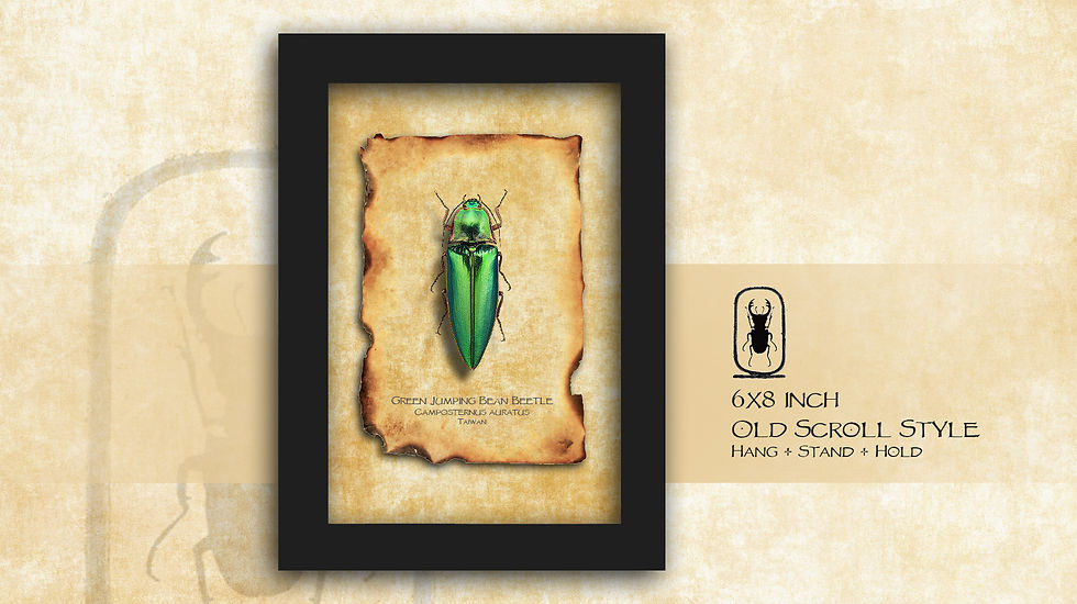 Thumbnail: Camposternus auratus