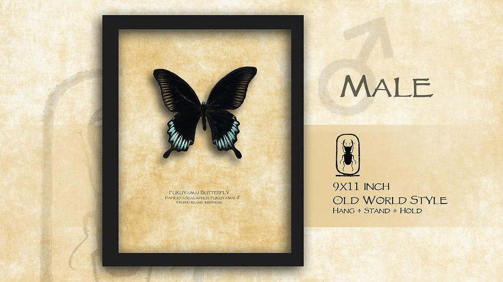 Thumbnail: Papilio ascalaphus fukuyamai ♂