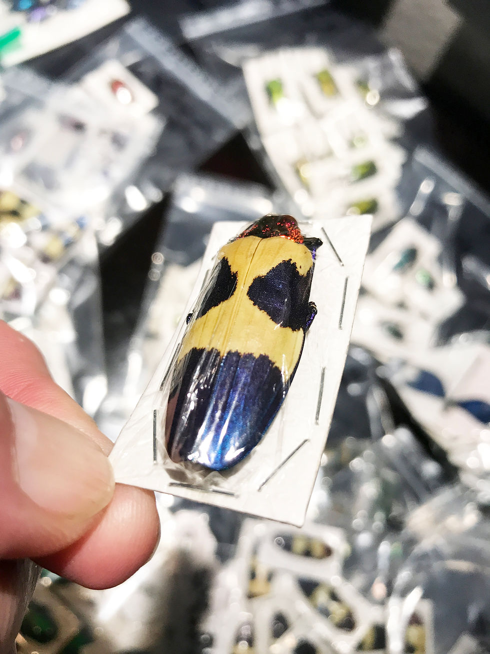 Thumbnail: PICK OF THE LITTER - Chrysochroa buqueti rugicollis Red Head