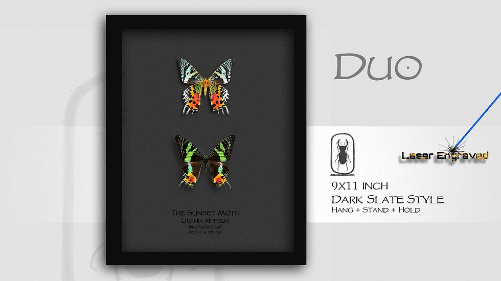 Thumbnail: Urania ripheus