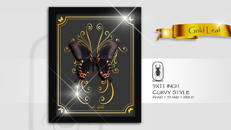 Thumbnail: Papilio deiphobus Verso