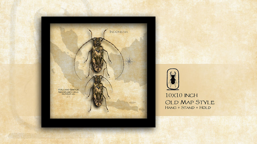 Thumbnail: Neocerambyx  gigas ♂♀