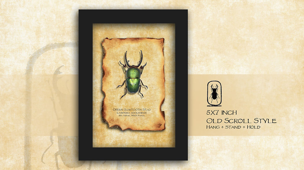 Thumbnail: Lamprima adolphinae ♂