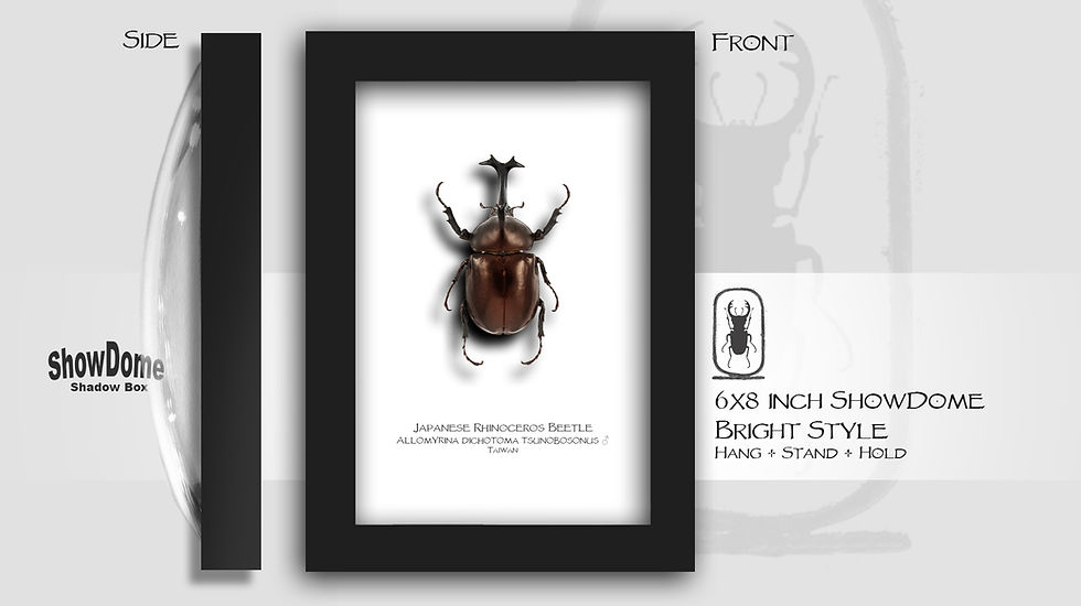 Thumbnail: Allomyrina dichotomus tsunobosonus ♂