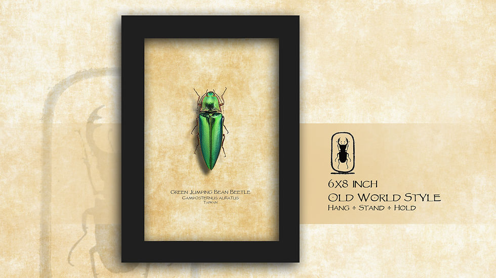 Thumbnail: Camposternus auratus