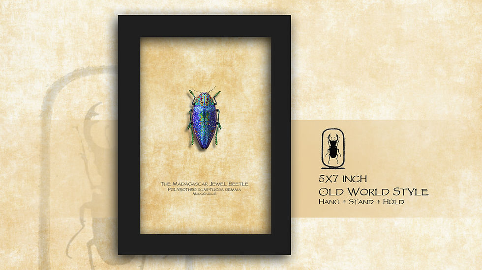 Thumbnail: Polybothris sumptuosa gemma