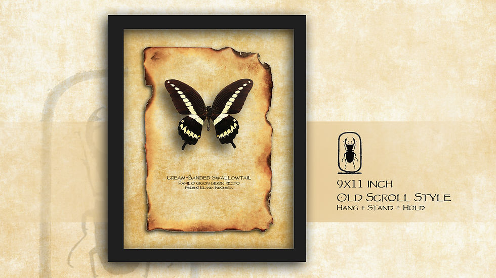 Thumbnail: Papilio gigon Recto