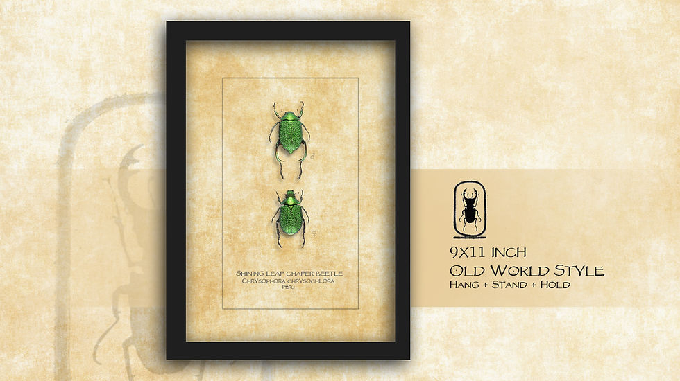 Thumbnail: Chrysophora chrysochlora ♂♀