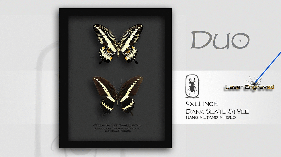 Thumbnail: Papilio gigon Verso