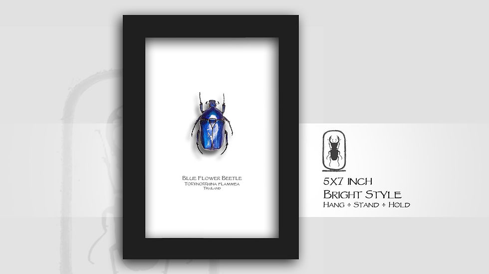 Thumbnail: Torynorrhina flammea BLUE