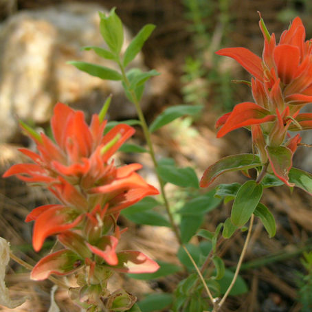 Writing with a camera