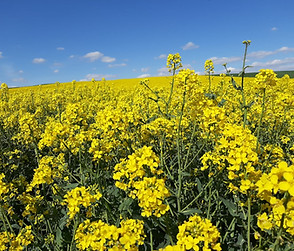 Rapsfeld der Familie Wiedeck