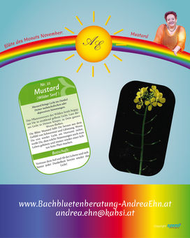 Bachbluetenkartenset mit der Nr. 21 - Mustard