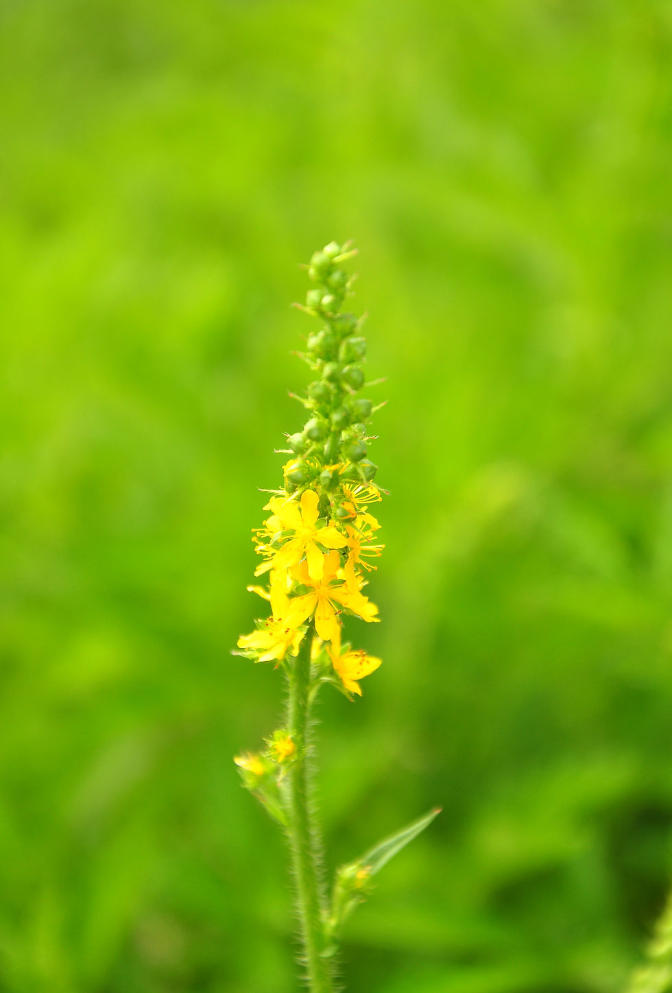 Bachbluete Agrimony
