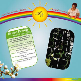 🌈 Blüte des Monats: Notfalltropfen für unsere tierischen Freunde rund um Silvester