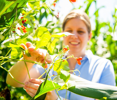 Silvia Wiedeck beim kontrollieren der Kaeferbohnenblueten