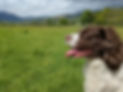 joy dog hills callander.jpg