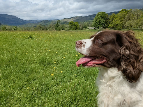 joy dog hills callander.jpg