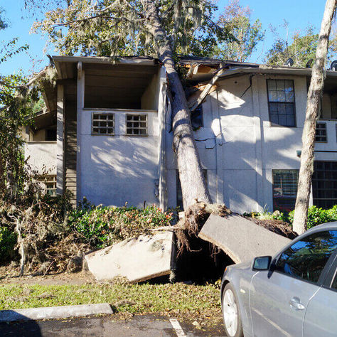 What to Do If a Tree Falls on Your Roof