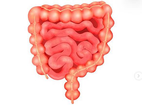 Checklist do intestino saudável!