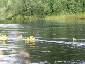 Gula segrande ankor i Ljusnan