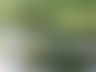 Gula segrande ankor i Ljusnan