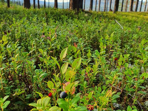 Sommar 2022 - i bilder