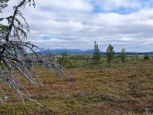 Sommar 2022 - i bilder