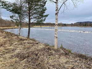 Röjning längs Ljusnan vid spegeldammen